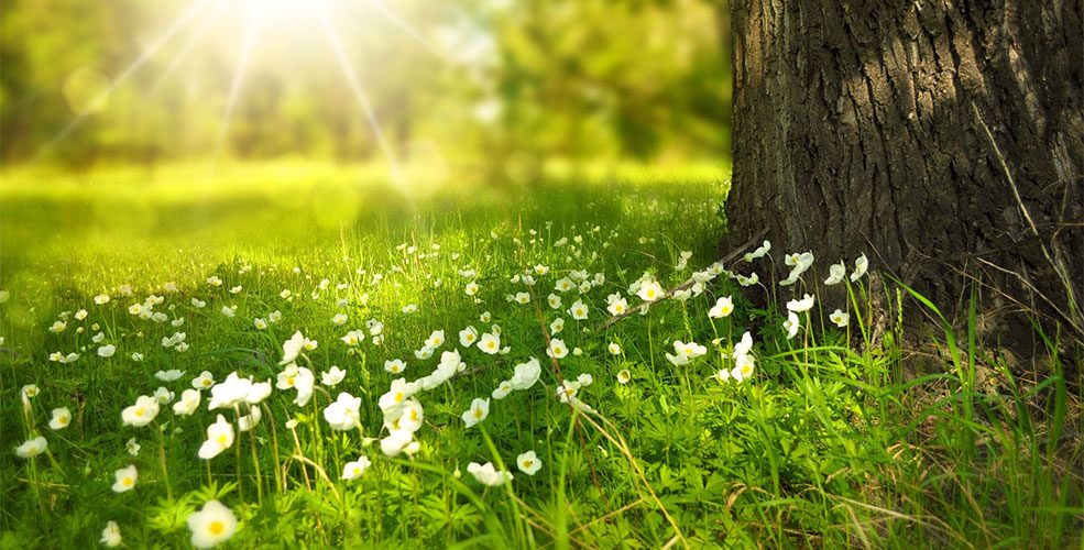 Grøn skovbund med små hvide blomster, træ og solskin